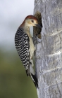 Red-bellied Woodpecker by Kris Bell