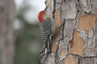 Red-bellied Woodpecker by Mick Dryden