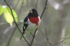 Red-breasted Grosbeak by Mick Dryden