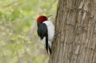 Red headed Woodpecker by Mick Dryden