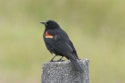 Red-winged Blackbird by Mick Dryden