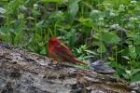 Summer Tanager by Mick Dryden