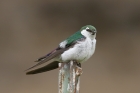 Violet-green Swallow by Mick Dryden