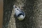 White breasted Nuthatch by Mick Dryden