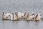 African White Pelican by Mick Dryden
