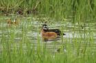 African Pygmy Goose by Mick Dryden