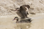 Red billed Teal by Mick Dryden