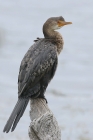 Reed Cormorant by Mick Dryden