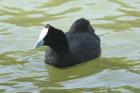 Red-knobbed Coot by MIck Dryden