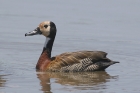 White faced Whistling Duck by Mick Dryden