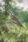 Bush Stone Curlew by Kris Bell