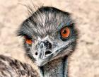 Emu by Bill Wood