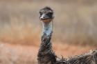 Emu by Mick Dryden
