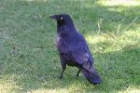 Australian Raven by Mick Dryden