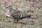 Common Bronzewing by Mick Dryden
