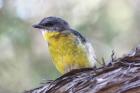 Eastern Yellow Robin by Mick Dryden