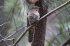 Fan-tailed Cuckoo by Mick Dryden