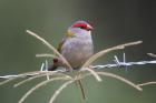Red-browed Finch by Mick Dryden