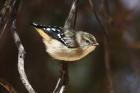 Spotted Pardalote by Mick Dryden