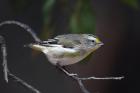 Striated Pardalote by Mick Dryden
