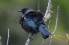 Tui by Mick Dryden