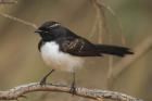 Willie Wagtail by Mick Dryden