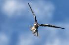 Black-shouldered Kite by Kris Bell