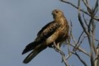 Whistling Kite by Mick Dryden