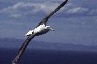 Northern Royal Albatross by Mick Dryden