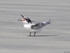 White-fronted Tern by Tim Ransom