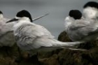 White-fronted Tern by Mick Dryden