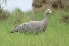 Cape Barren Goose by Mick Dryden