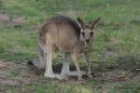 Grey Kangaroo by Mick Dryden