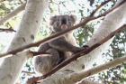 Koala by Mick Dryden