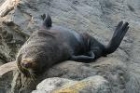 New Zealand Fur Seal by Mick Dryden