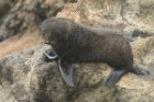 Southern Fur Seal by Mick Dryden