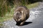Wombat by Mick Dryden