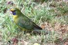 Green Rosella by Mick Dryden