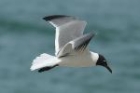 Laughing Gull by Mick Dryden