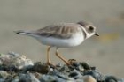 Semi-palmated Plover by Mick Dryden