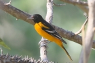 Baltimore Oriole by Mick Dryden
