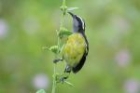 Bananaquit by Mick Dryden