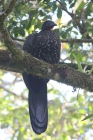Crested Guan by Mick Dryden