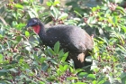 Crested Guan by Mick Dryden