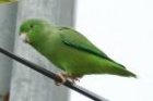 Green-rumped Parrotlet by Mick Dryden