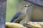 Hoffmann's Woodpecker by Mick Dryden