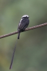 Long-tailed Tyrant by Mick Dryden