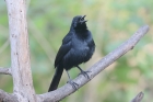 Melodious Blackbird by Mick Dryden