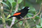 Passerini's Tanager by Mick Dryden