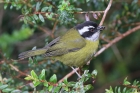 Sooty-capped Chlorospingus by Mick Dryden